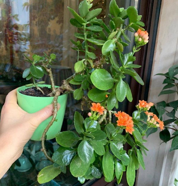长寿花怎么养才能开花多