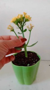 长寿花怎么配土 长寿花的土壤配比是什么？