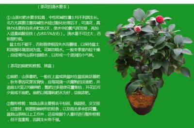 茶花花期养护方法 养护茶花花期的方法
茶花花期养护指南