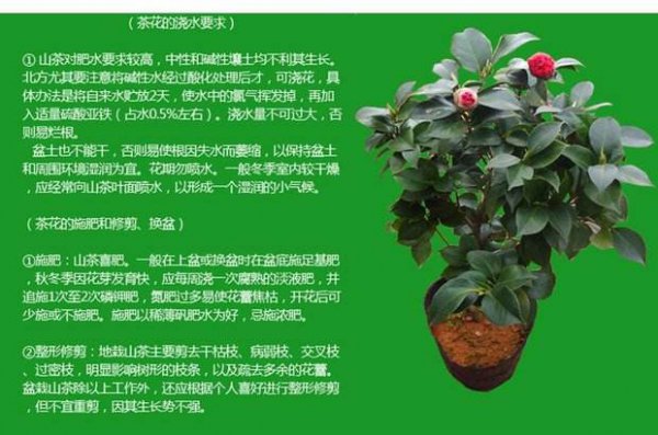 茶花花期养护方法
