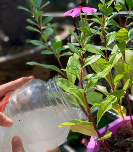 淘米水可以浇兰花吗 淘米水适合兰花浇水吗？