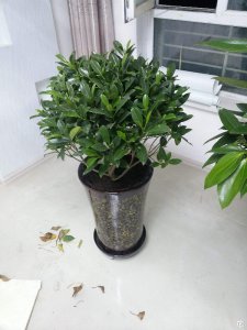 非洲茉莉喜水吗 非洲茉莉喜欢水吗？