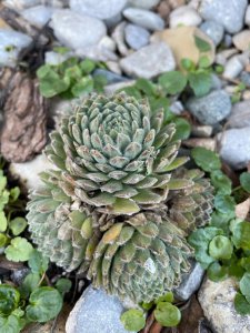 多肉耐旱吗 多肉植物是否能抵抗干旱？