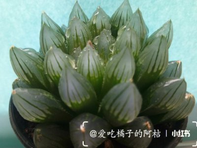 黑肌玉露怎么出锦 黑玉露如何达到极品