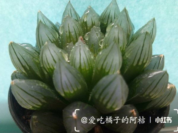 黑肌玉露怎么出锦