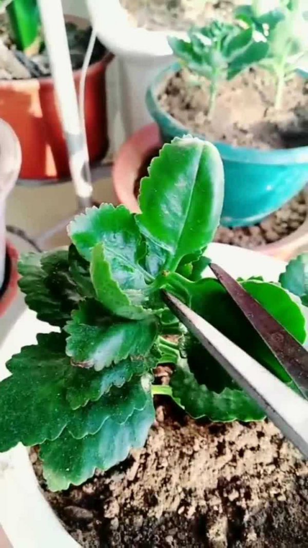 长寿花打顶时间及方法步骤(图解)