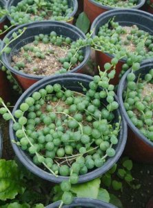 多肉喜水吗 多肉植物需要多少水？