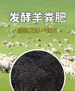 长寿花肥用什么合适 长寿花应该使用哪种肥料？