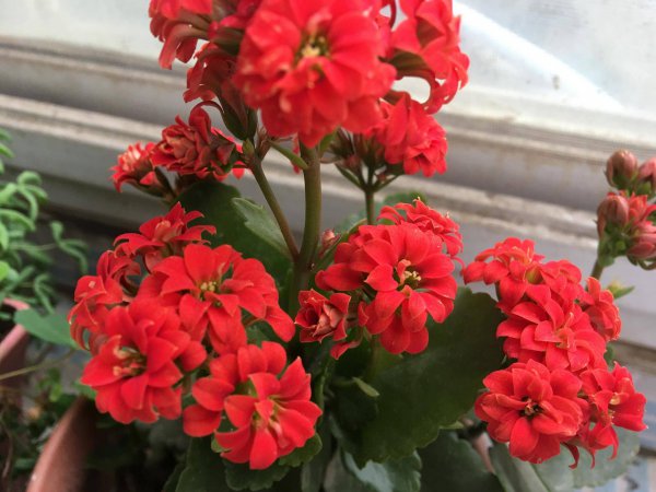 长寿花的生长环境及特点