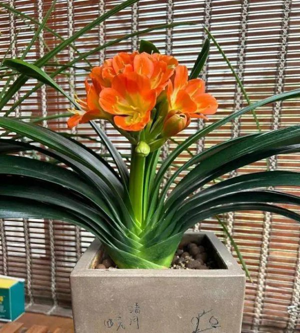 君子兰花期养护方法