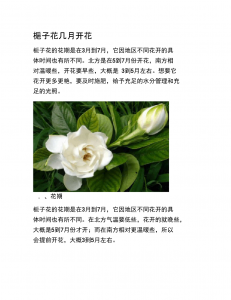 栀子花花期养护方法 栀子花花期护理技巧