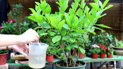 栀子花底肥放什么肥好 栀子花底肥使用哪种肥料效果更好？