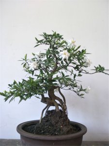 栀子花用深盆还是浅盆好 栀子花适合种在深盆还是浅盆更好？