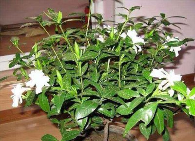 栀子花怕晒太阳吗 栀子花适合在遮荫环境下种植吗？