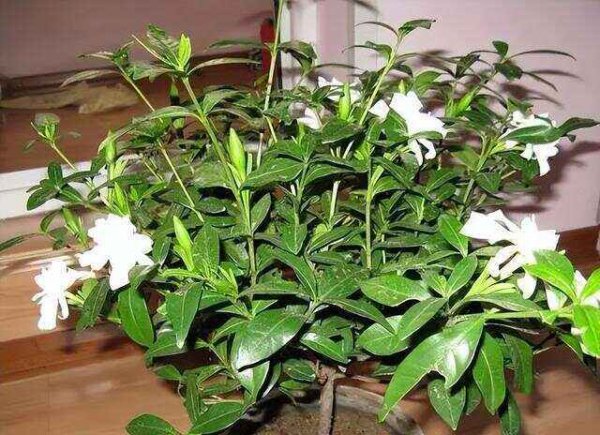 栀子花怕晒太阳吗