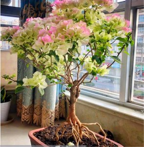 三角梅用深盆还是浅盆好 三角梅适合种植在深盆还是浅盆？
