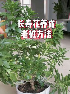 长寿花花土配制方法 长寿花花土制作指南