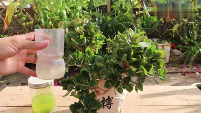 淘米水可以浇长寿花吗 长寿花适合用淘米水浇灌吗？
