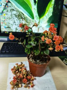 长寿花花谢后怎么处理 长寿花凋谢后的处理方法