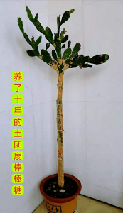 仙人掌花土配制方法 仙人掌花种植土配方制作指南