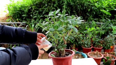 玉树可以浇啤酒吗 玉树能被啤酒灌溉吗？