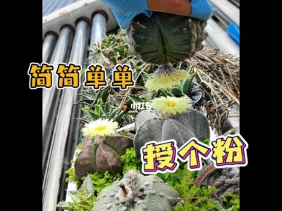 仙人球授粉时间与方式方法 仙人球的授粉时间和方式