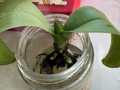 蝴蝶兰花土配制方法 配制蝴蝶兰花土的方法
蝴蝶兰花土的配方