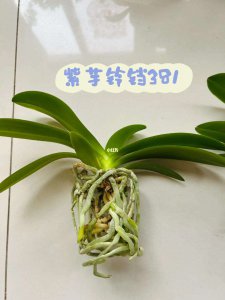 蝴蝶兰用深盆还是浅盆好 种植蝴蝶兰深盆还是浅盆更适合？