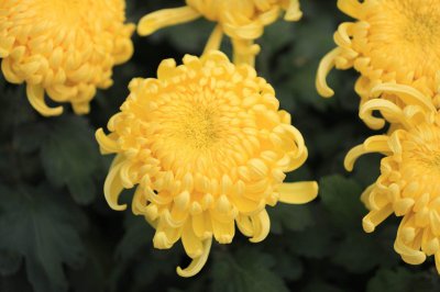 菊花喜光吗 菊花需要充足阳光吗？