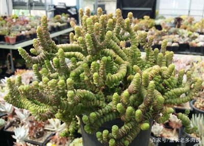 钱串子浇什么水好 用钱串子浇水最适合的植物