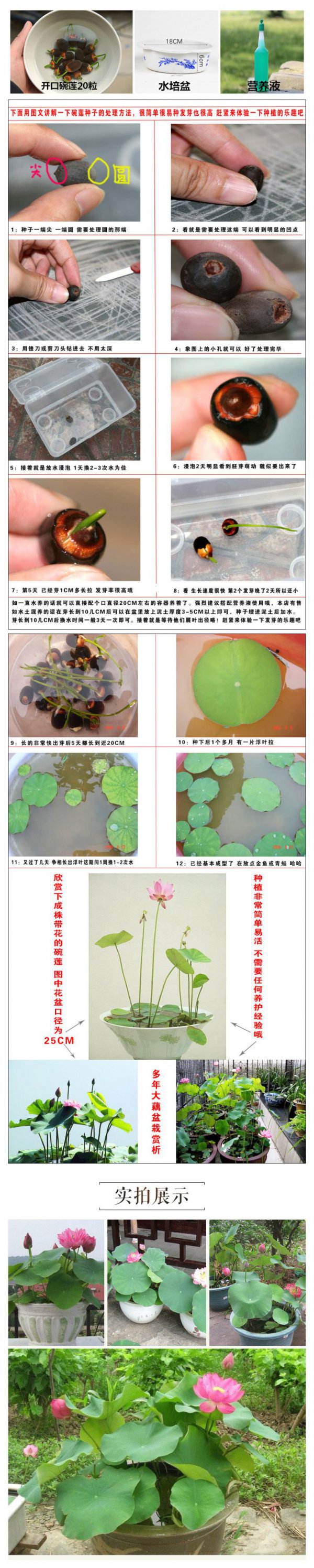 碗莲一盆种几颗合适