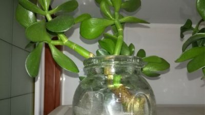 玉树浇什么水好 如何才能让玉树茁壮生长？