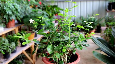 茉莉花一盆种几颗合适 茉莉花一盆适合种几颗？