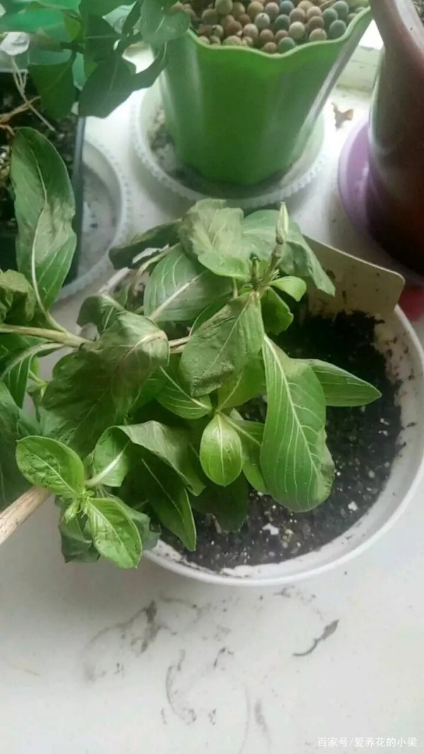 长春花花谢后怎么处理