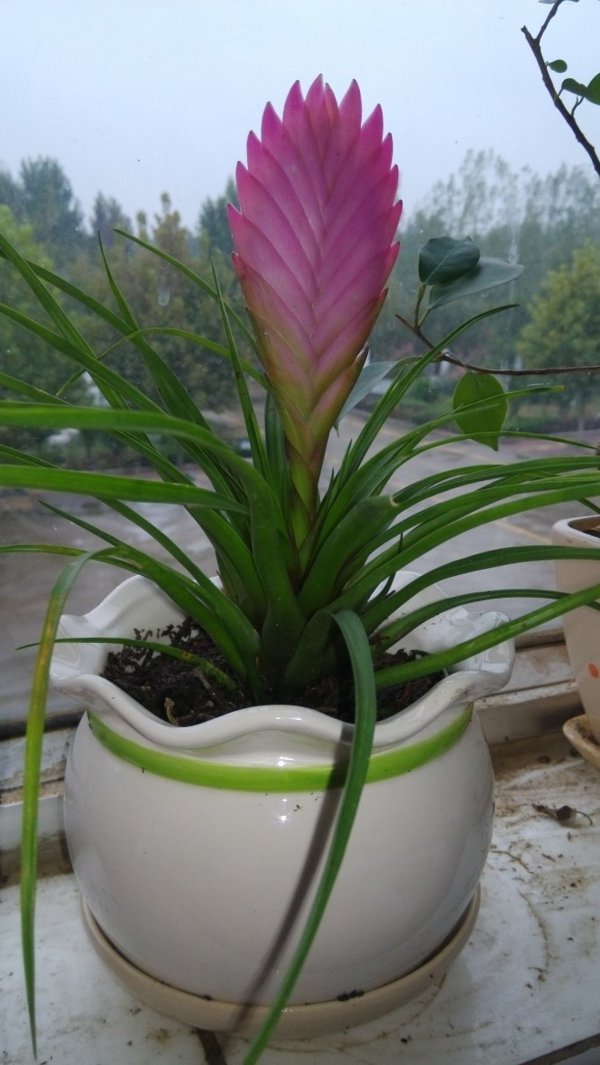 铁兰花谢后怎么处理