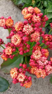 长寿花喜欢阳光吗 喜欢阳光的长寿花
长寿花对阳光的喜好