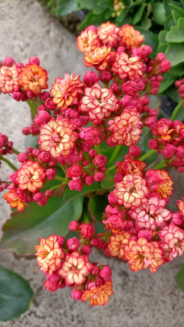 长寿花喜欢阳光吗