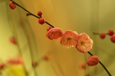 梅花喜阴还是喜阳光的植物 梅花喜欢什么样的光线？