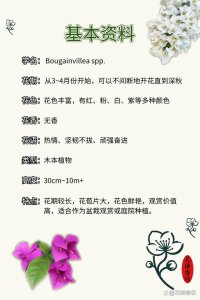 三角梅栽种方法和注意事项 种植三角梅的技巧和注意事项