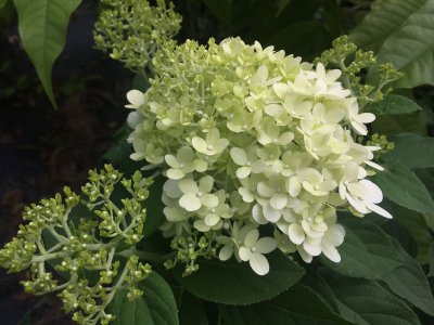 绣球花怕晒太阳吗 绣球花喜欢阴凉吗 
绣球花需要避光吗