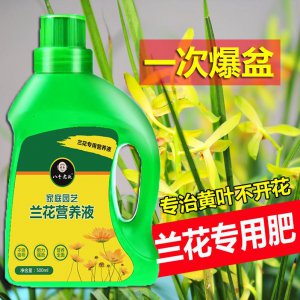 兰花花肥用什么合适 选择适合兰花生长的肥料