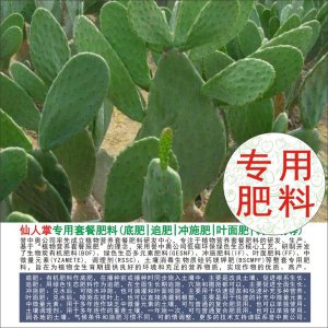仙人球底肥放什么肥好 仙人球底部适合施用哪种肥料？