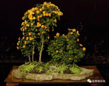 菊花盆景栽培技术 菊花盆栽技巧