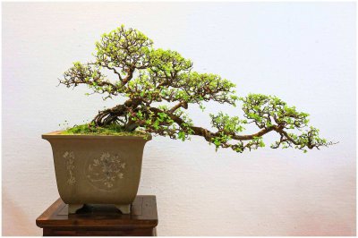 盆栽盆景栽培技术 盆栽栽培技巧