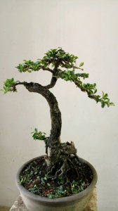 鼠李盆景栽培技术 鼠李盆景养护技巧