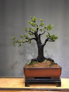 小叶紫檀盆景栽培技术 小叶紫檀盆景栽培要领