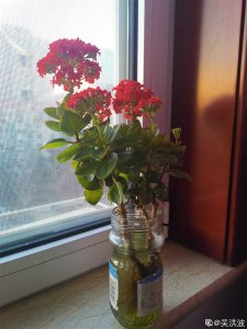 长寿花喜水吗 长寿花需要经常浇水吗？