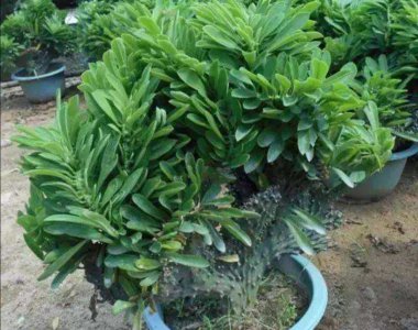 麒麟掌什么时候栽种合适 何时是最佳时机种植麒麟掌？