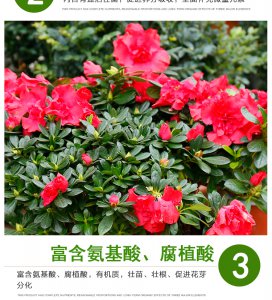杜鹃花底肥放什么肥好 杜鹃花底肥使用哪种施肥效果最佳？