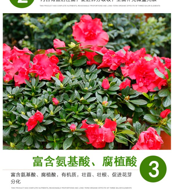 杜鹃花底肥放什么肥好
